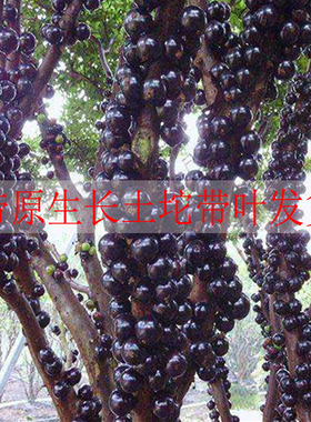 嘉宝果树 果苗 树葡萄苗红妃 南方北嘉宝果树苗 四季早生嘉宝果苗