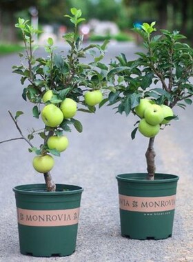 苹果树盆栽果苗特大矮化各种水果苗阳台南方种植当年结果四季