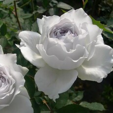 Высокотехнологичное устройство для дома 四季开月季特大花浓香玫瑰花苗卡罗拉切花月季花盆栽植物花苗 Dw