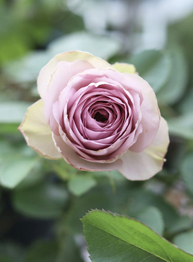 日月新品紫丁香月季花丁香经典多季切花包子庭院大花月季栽花苗