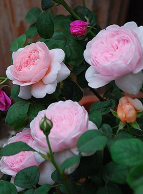 四季开英国奥斯汀浓香玫瑰花苗瑞典女王丰花小藤本花蔷薇浓香花苗