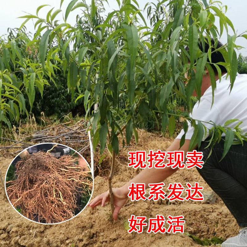 血桃水蜜桃冬桃树嫁接苗南北方种植特大早熟果苗地栽盆栽当年结果 - 图0