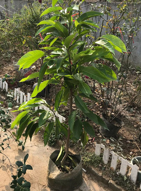浓香嫁接耐热白兰花黄角兰黄桷兰白玉兰黄玉兰花缅桂花苗净化空气