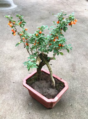 宁夏红枸杞树苗提根老桩盆栽盆景阳台庭院植物非常容易四季好养