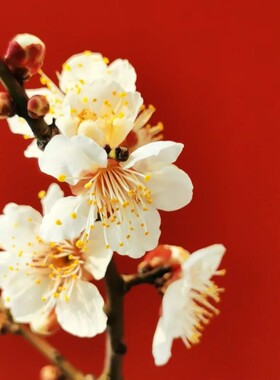 红绿梅花盆景原生朱砂梅游龙梅腊梅造型树桩室内花卉老桩耐寒盆栽