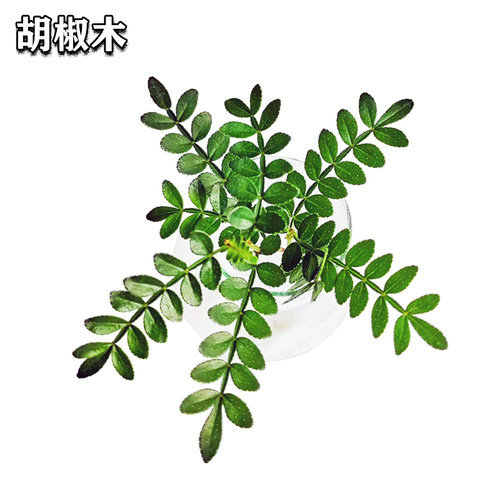 清香木烘焙装饰叶子胡椒木绿植植物盆栽小苗蛋糕店绿色薄荷叶点缀 - 图0