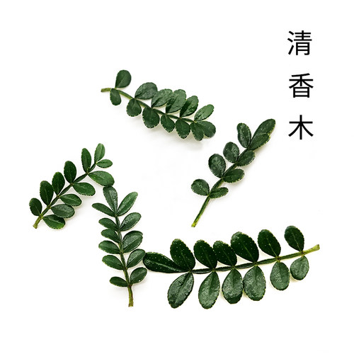 清香木烘焙装饰叶子胡椒木绿植植物盆栽小苗蛋糕店绿色薄荷叶点缀 - 图1