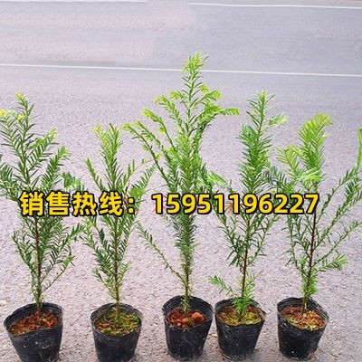 红豆杉树苗红豆杉盆栽红豆杉盆景室内外花卉绿植盆景植物四季好养 - 图0