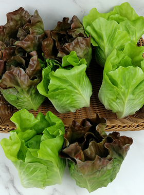 蔬菜模型种类多塑料生菜芹菜白菜