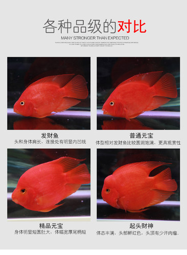中大型热带观赏鱼血鹦鹉鱼活体元宝鹦鹉招财鱼发财鱼活鱼包活包邮 - 图1