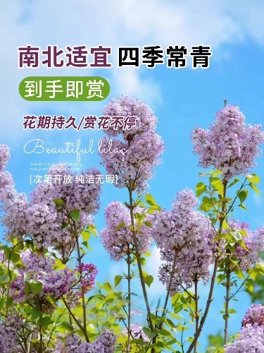 丁香花树苗别墅庭院绿化苗木南北方耐寒灌木花卉苗当年开花-图1