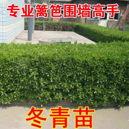 冬青树苗四季耐寒耐冻植物篱笆苗南北方围墙苗冬青苗庭院小区别墅 - 图2