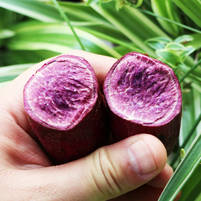 青草坞旗舰店现挖新鲜紫薯5斤左右小香薯农家自种紫心地瓜当季番薯红薯蜜薯2