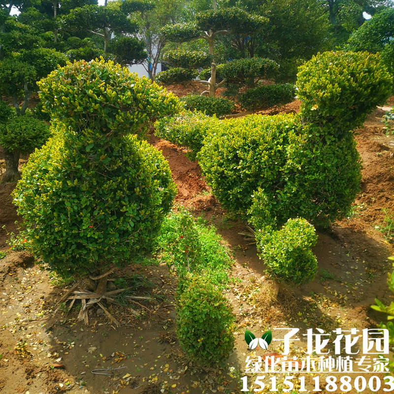 景观黄杨造型树庭院别墅高档绿化大型室外小叶黄杨盆景树四季常青 - 图2