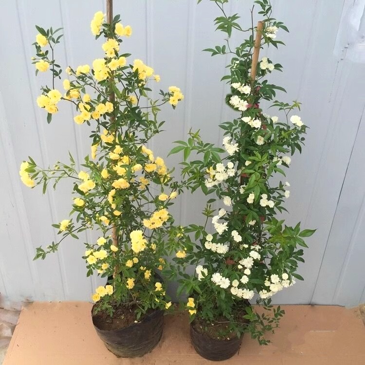红木香黄木香白木香花树苗庭院耐寒爬藤攀援浓香花卉植物木香树苗