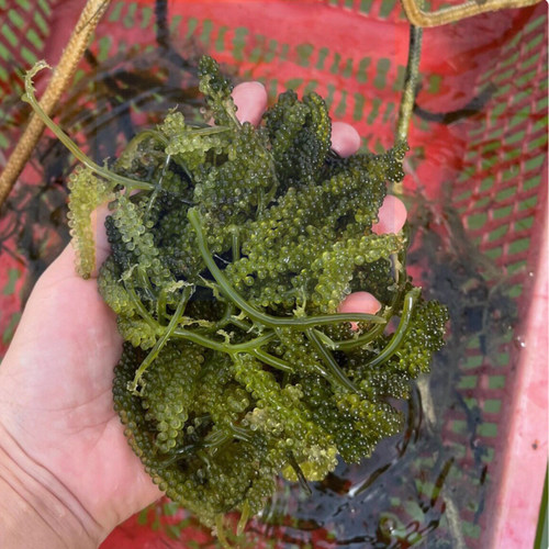 海藻高等藻绿葡萄藻钢丝羽毛火焰气泡去NO3 PO4净化水质海水海缸 - 图3