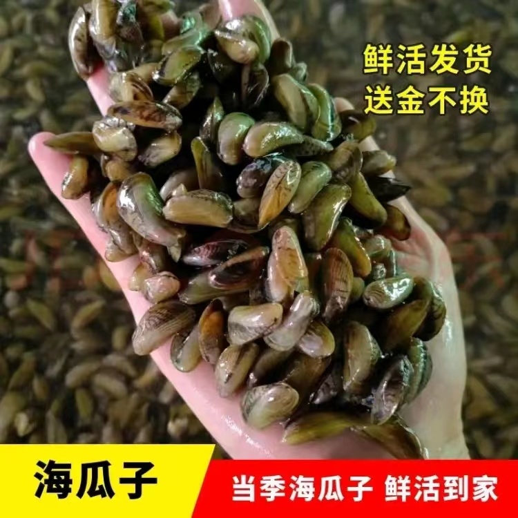 福建野生鲜活海瓜子薄壳无沙海螺贝类即食海鲜水产当天捕捞顺丰 - 图0