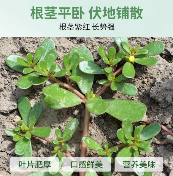 蔬菜种子大全四季青菜种植种籽萝卜籽白菜茼蒿线椒王马齿苋生菜籽,淘宝优惠券,粉丝福利购,淘宝优惠卷