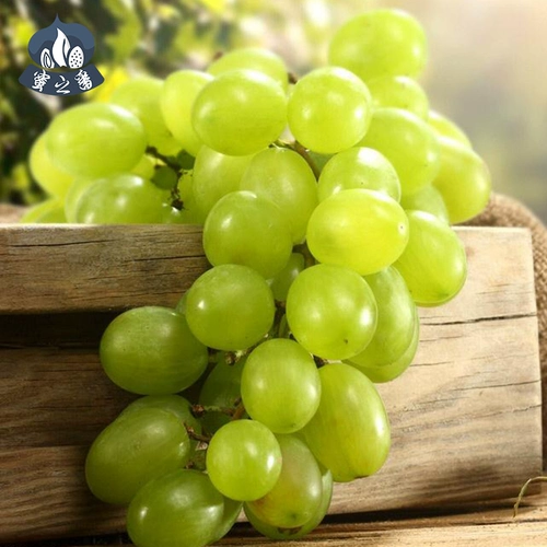 [Отобранный] фанат Honey Senjiang Hybrid.