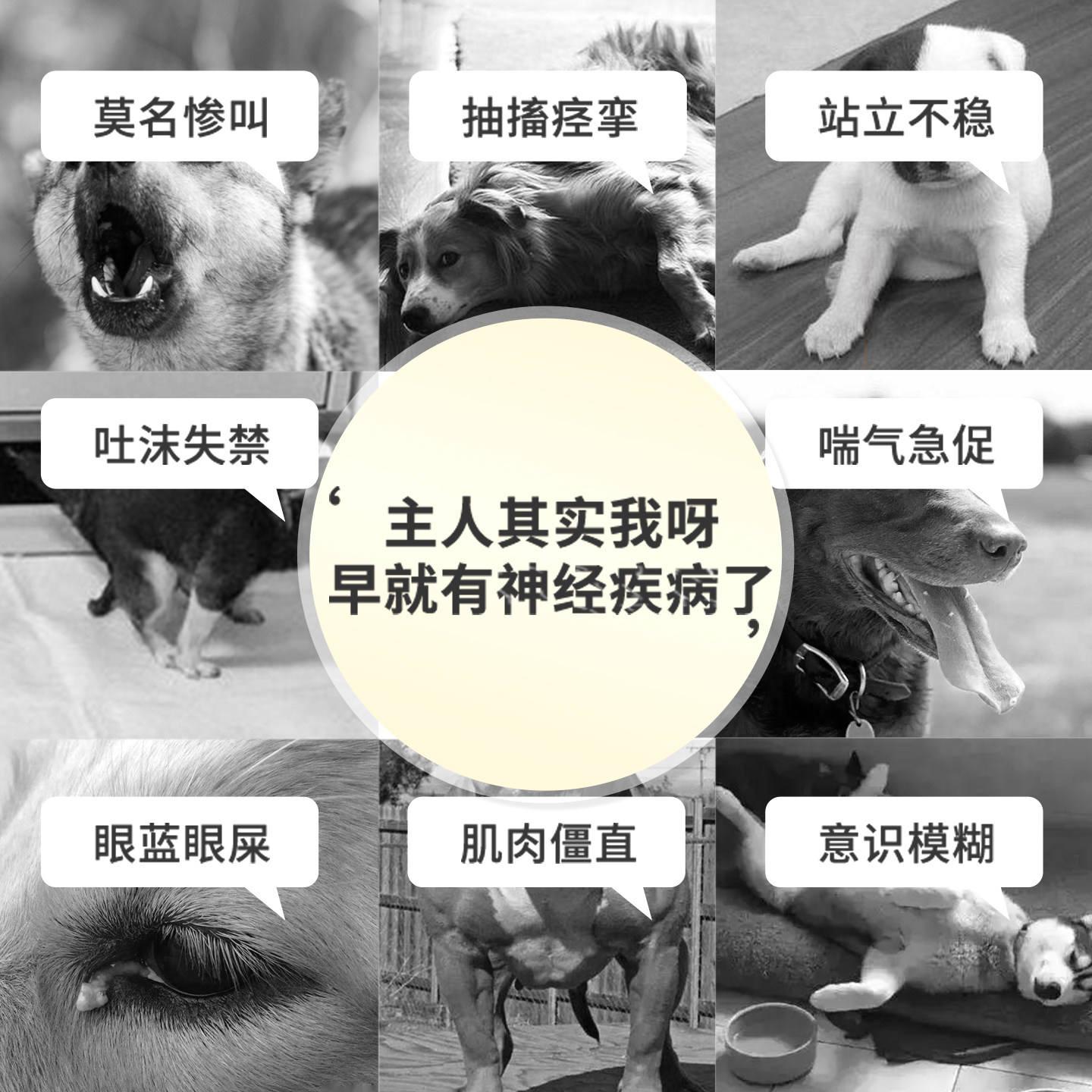 鑫安甲钴胺狗神经炎修猫咪犬瘟抽搐瘫痪腿复无力癫痫癫安康牛肉锭,淘宝优惠券,粉丝福利购,淘宝优惠卷