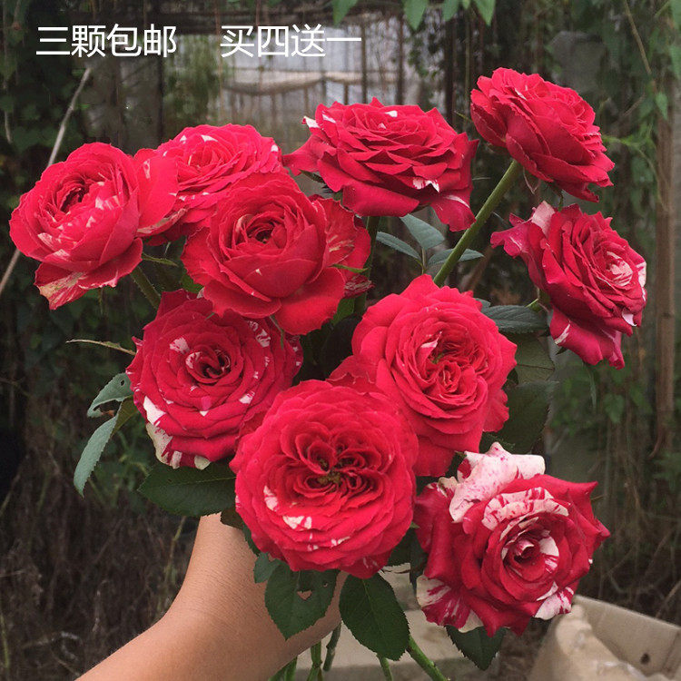 条纹红白毛茛勤花毛莨之舞灌木切花月季花苗庭院阳台盆栽植物加湿