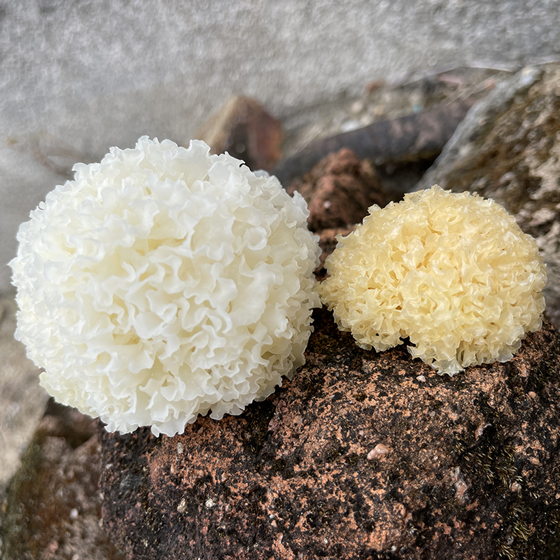 拾誉椴木小银耳新货古田干货无熏硫白木耳丑耳糯雪耳莲子羹汤材料-图0