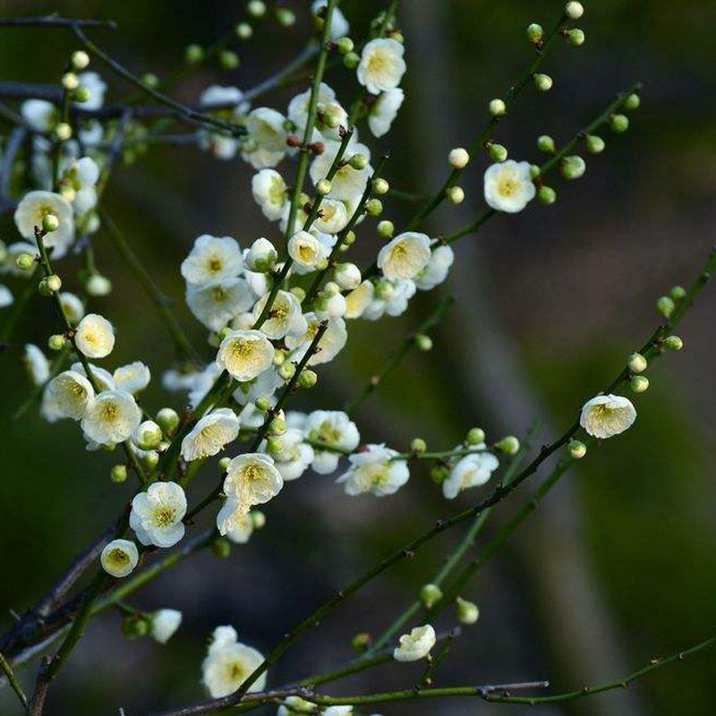 阳台庭院开花植物绿梅盆景树桩抗寒花盆栽地栽耐寒绿萼梅花苗绿植_虎窝淘