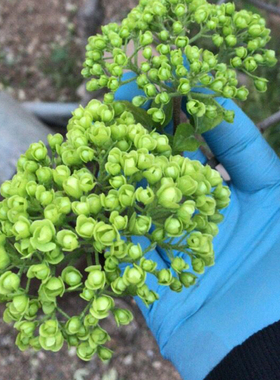 阳台花园花卉植物中华乔木
