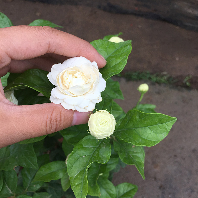 居家重  瓣 叶轮生虎头茉 莉     净化空气 - 图1