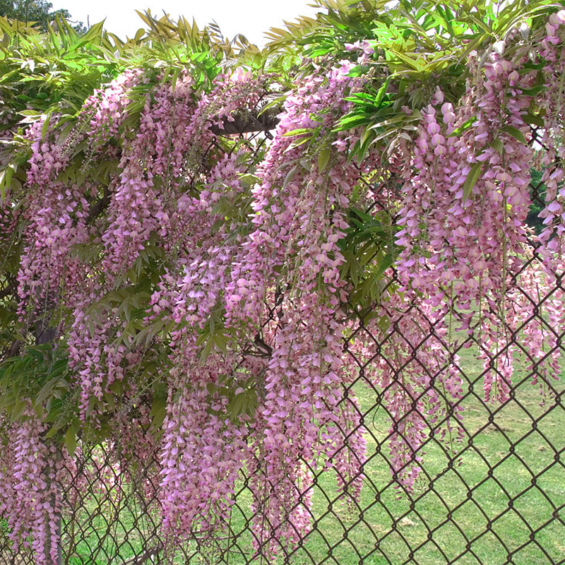 紫藤花苗爬藤植物四季种植开花树苗庭院围栏藤本花卉盆栽紫藤萝蔓 - 图1