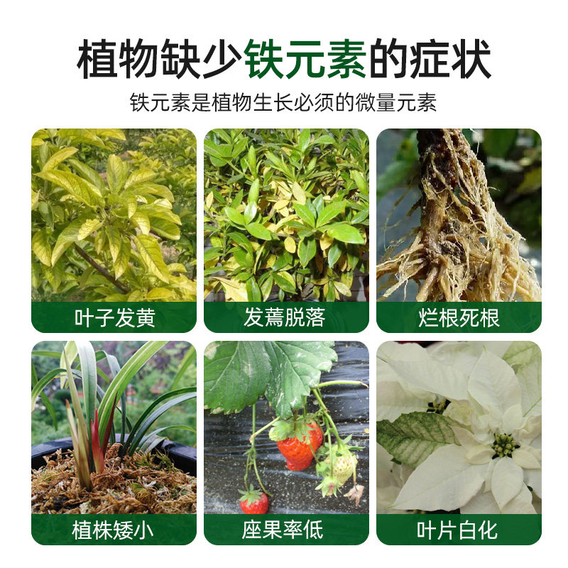 螯合铁植物营养液黄叶黄化病通用型补铁发财树绿箩硫酸亚铁花肥料,淘宝优惠券,粉丝福利购,淘宝优惠卷