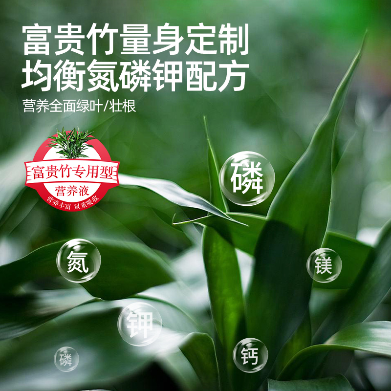 富贵竹营养液水培植物专用肥料转运观音竹子家用专治黄叶养花通用-图1