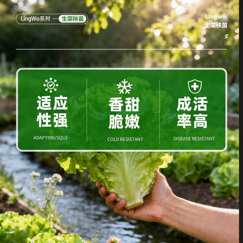 生菜苗带土秋冬耐寒秧苗紫叶奶油蔬菜苗家用阳台盆栽四季可种,淘宝优惠券,粉丝福利购,淘宝优惠卷