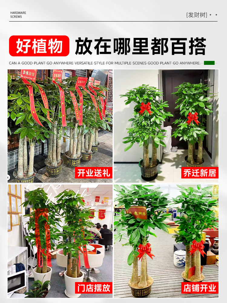 发财树客厅大盆栽室内植物绿植落地大号树木开业送礼步步高招财树 - 图2