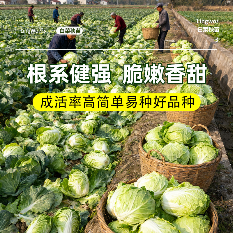 大白菜种苗农家室外天然带土秧苗秋冬季优选种植蔬菜盆栽成活率高,淘宝优惠券,粉丝福利购,淘宝优惠卷