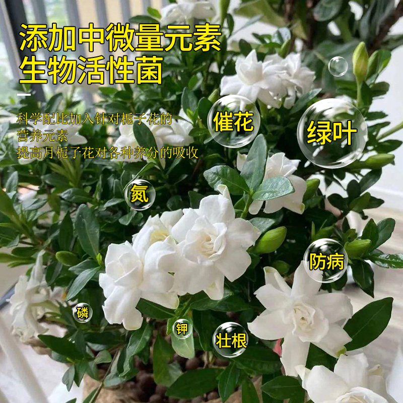 栀子花专用营养液盆栽喜酸性植物开花肥料通用型土培水培家用花肥-图1