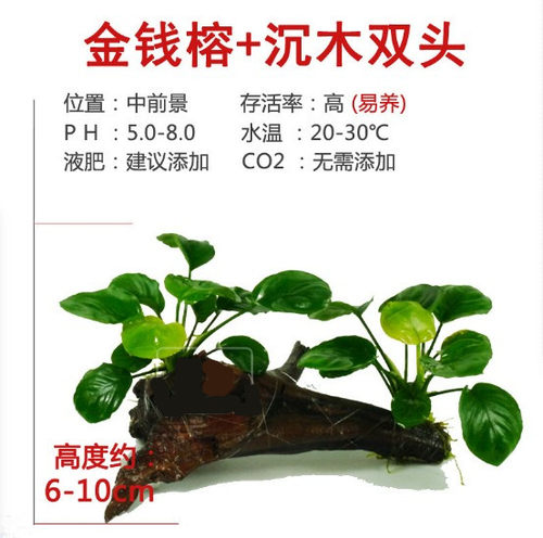 懒人水草沉木水榕单头水族箱装饰活体草缸生态鱼缸造景套餐真水草 - 图1