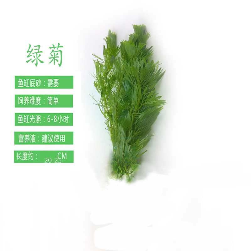 真水草不需二氧化碳绿菊活体水草鱼缸绿菊定植水族造景装饰真水草 - 图2