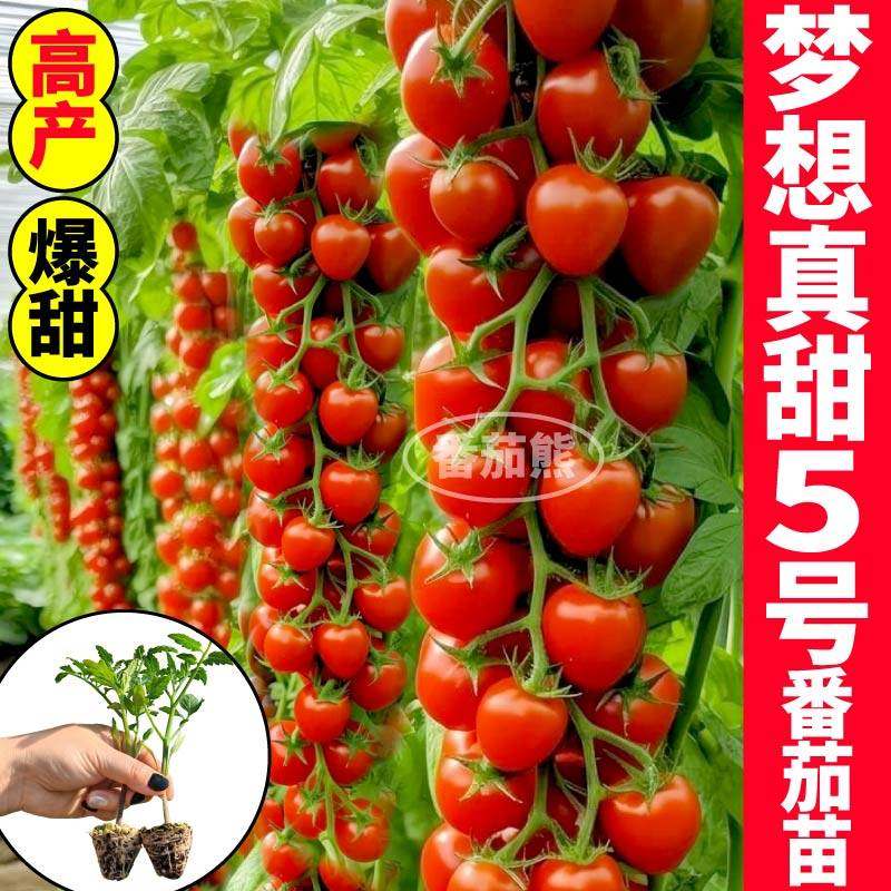 寿光梦想真甜5号番茄苗秧皮薄超甜千禧圣女果樱桃玲珑种子带土球,淘宝优惠券,粉丝福利购,淘宝优惠卷