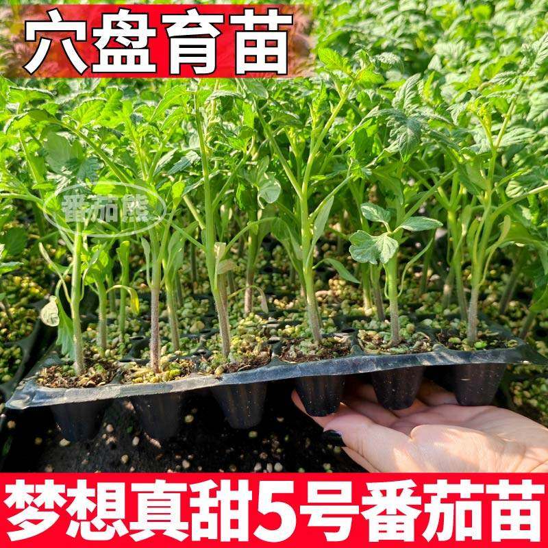 寿光梦想真甜5号番茄苗秧皮薄超甜千禧圣女果樱桃玲珑种子带土球,淘宝优惠券,粉丝福利购,淘宝优惠卷