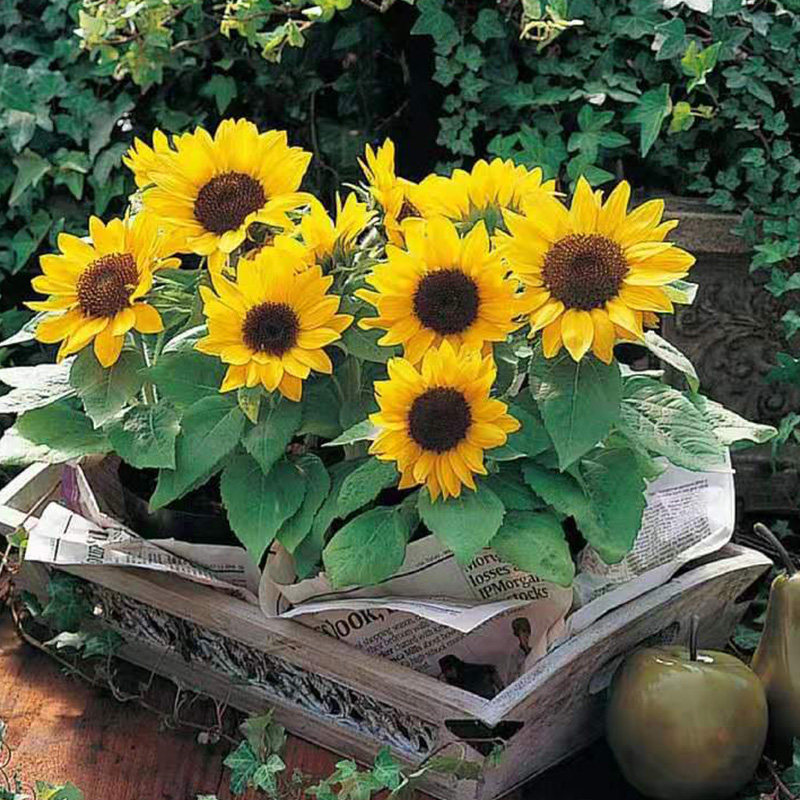 矮生向日葵种子观赏盆栽太阳花小葵花籽迷你向日葵种籽四季草花种