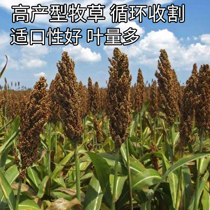 甜高粱种籽喂羊的饲料草畜牧多年生牧草种子饲用大力士甜高粱种子-图1