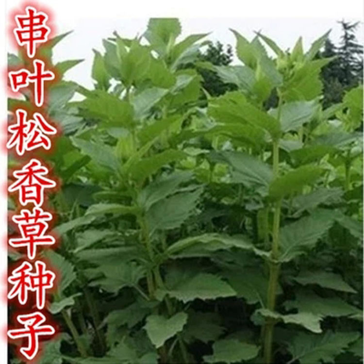 牧草种子串叶松香草种子多年生猪牛羊鹅畜禽牧草籽香槟菊花草 - 图0