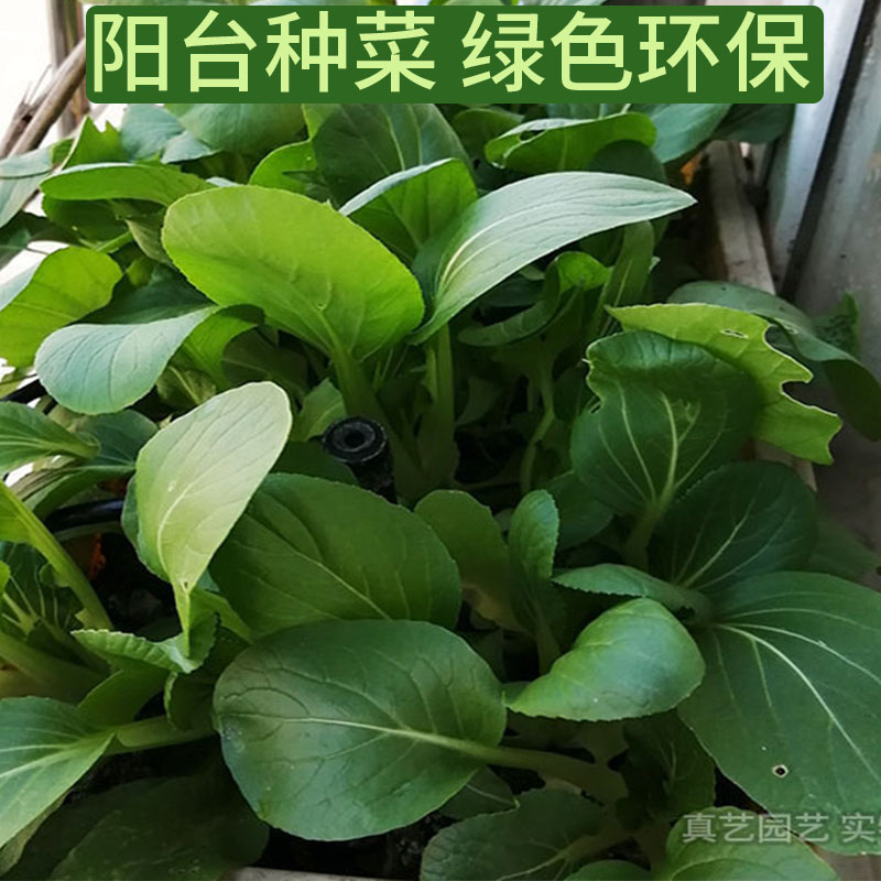 蔬菜种子四季播种阳台农家庭院盆栽生菜菠菜韭菜香菜草莓籽孑包邮