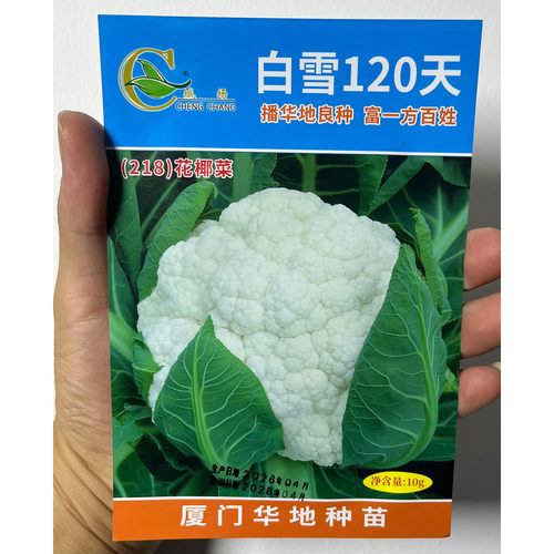 白雪120天10g白花菜椰紧花菜甘蓝花洋花菜结球花甘蓝蔬菜种子孑籽 - 图3