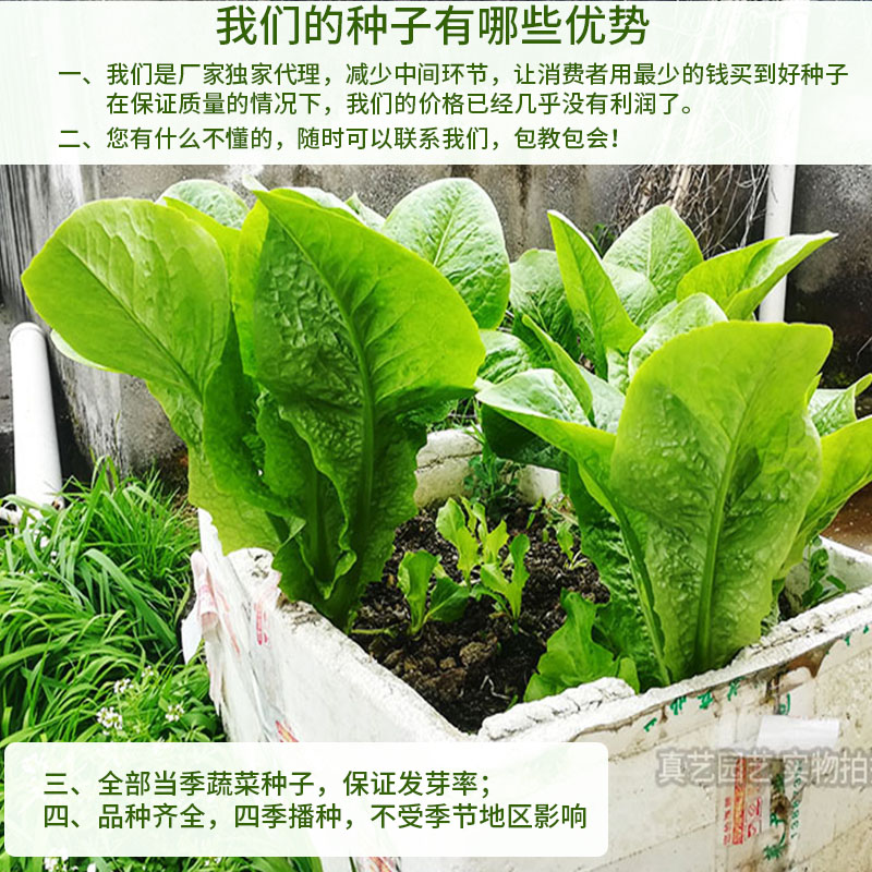 蔬菜种子四季播种阳台农家庭院盆栽生菜菠菜韭菜香菜草莓籽孑包邮