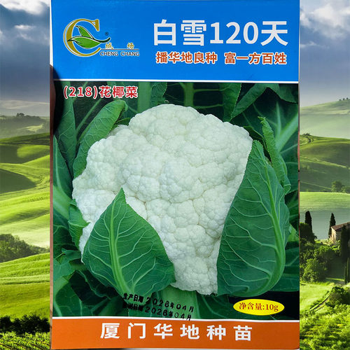 白雪120天10g白花菜椰紧花菜甘蓝花洋花菜结球花甘蓝蔬菜种子孑籽 - 图1