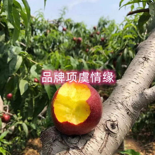 桃树果苗嫁接6月熟黄肉油桃苗鲁油2号油桃树苗特大早熟脆甜桃子苗 - 图3