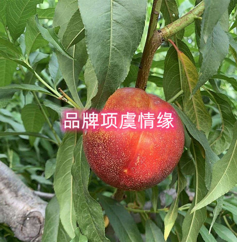 桃树果苗嫁接6月熟黄肉油桃苗鲁油2号油桃树苗特大早熟脆甜桃子苗 - 图1