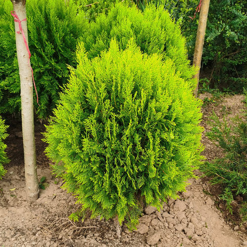 洒金柏树苗松柏苗木盆栽地栽花卉庭院绿化植物黄金柏原生香松扁柏 - 图3